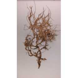 ARBOL PRADERA