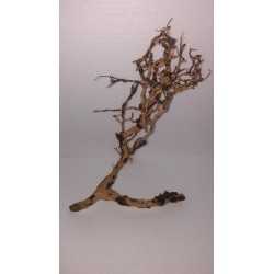ARBOL PRADERA