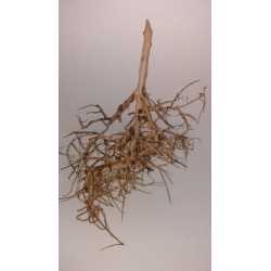 ARBOL PRADERA