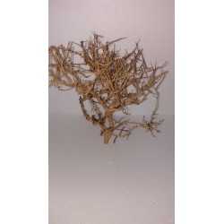ARBOL PRADERA