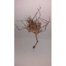 ARBOL PRADERA