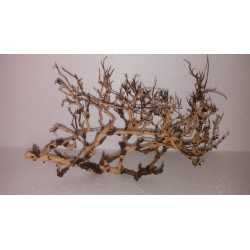 ARBOL PRADERA