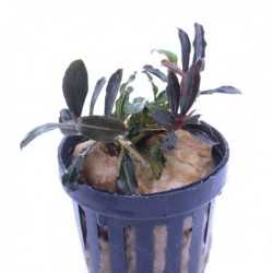 BUCEPHALANDRA KEDAGANG