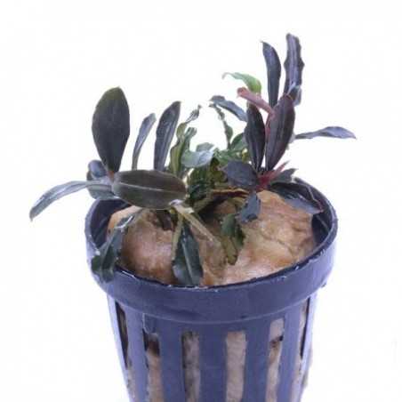 BUCEPHALANDRA KEDAGANG