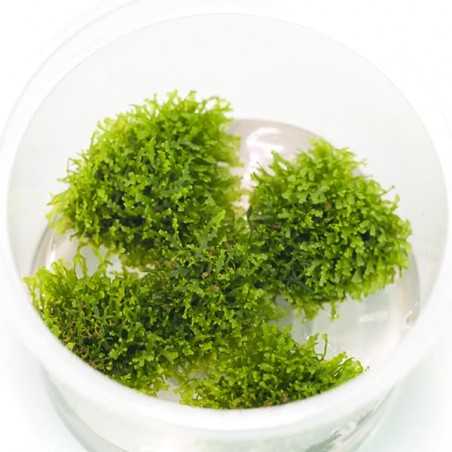 RICCARDIA CHAMEDRYFOLIA