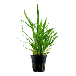 MICROSORUM PTEROPUS 'NARROW'