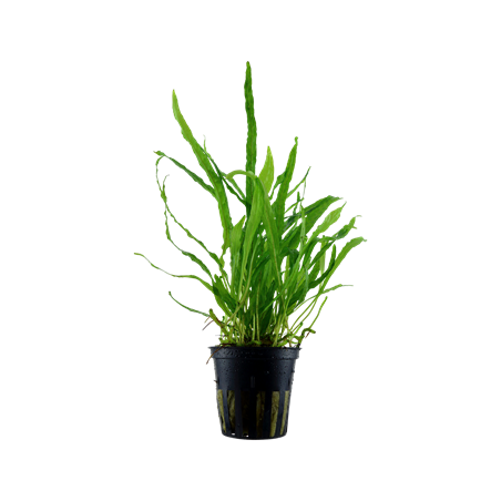 MICROSORUM PTEROPUS 'NARROW'