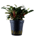BUCEPHALANDRA SP. RED