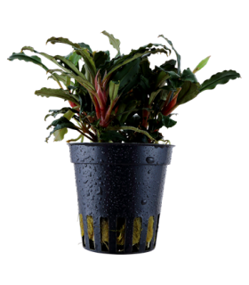 BUCEPHALANDRA SP. RED