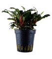 BUCEPHALANDRA SP. RED