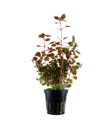 LUDWIGIA PALUSTRIS SUPER RED