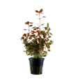 LUDWIGIA PALUSTRIS SUPER RED