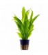 ECHINODORUS GRISEBACHII 'BLEHERAE' (espada amazonica)