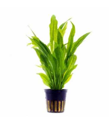 ECHINODORUS GRISEBACHII 'BLEHERAE' (espada amazonica)