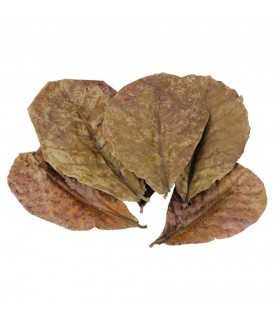 HOJAS DE TERMINALIA CATAPPA (5und)