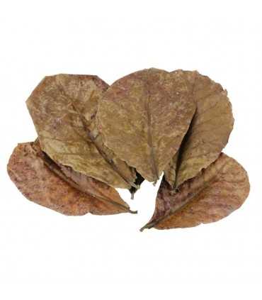 HOJAS DE TERMINALIA CATAPPA (5und)