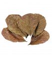 HOJAS DE TERMINALIA CATAPPA (10und)