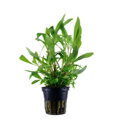 HYGROPHILA CORYMBOSA 'SIAMESIS 53B'