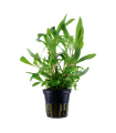 HYGROPHILA CORYMBOSA 'SIAMESIS 53B'