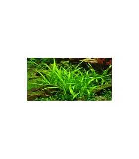 SAGITTARIA SUBULATA TERES