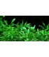 CRYPTOCORYNE PARVA (IN VITRO CUP)
