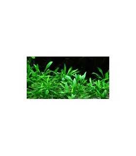 CRYPTOCORYNE PARVA (IN VITRO CUP)