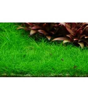 ELEOCHARIS SP MINIMA (IN VITRO CUP)