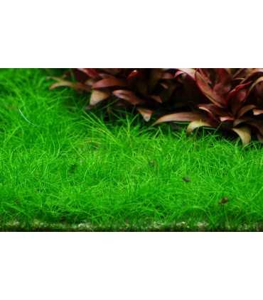 ELEOCHARIS SP MINIMA (IN VITRO CUP)