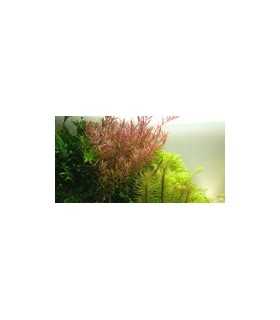 ROTALA ROTUNDIFOLIA