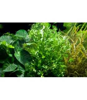 MICROSORUM PTEROPUS VAR. WINDELOW