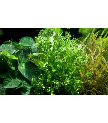 MICROSORUM PTEROPUS VAR. WINDELOW