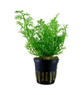 Ceratopteris Thalictroides (helecho de sumatra)