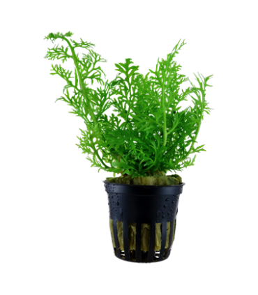 Ceratopteris Thalictroides (helecho de sumatra)