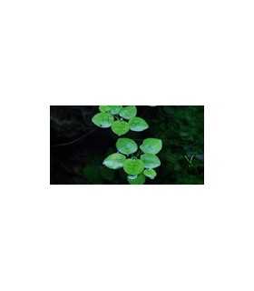 LIMNOBIUM LAEVIFOLIUM (IN VITRO CUP)