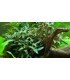 BUCEPHALANDRA SP. RED