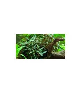 BUCEPHALANDRA SP. RED