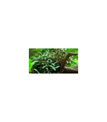 BUCEPHALANDRA SP. RED