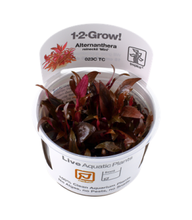 ALTERNANTHERA REINECKII MINI (IN VITRO CUP)