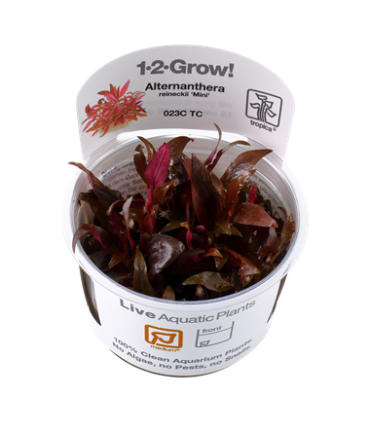 ALTERNANTHERA REINECKII MINI (IN VITRO CUP)