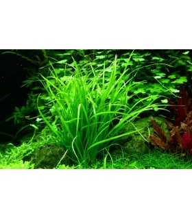 HELANTHIUM TENELLUM 'GREEN' (IN VITRO)