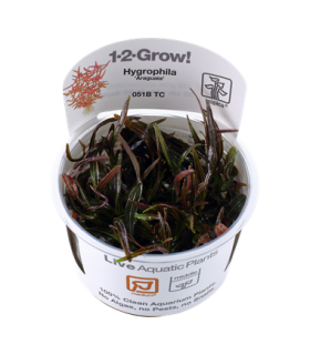 HYGROPHILA LANCEA SP.ARAGUAIA (IN VITRO CUP)