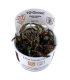 HYGROPHILA PINNATIFIDA (IN VITRO CUP)