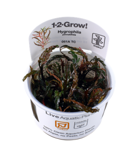 HYGROPHILA PINNATIFIDA (IN VITRO CUP)