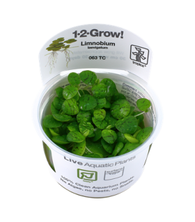 LIMNOBIUM LAEVIFOLIUM (IN VITRO CUP)