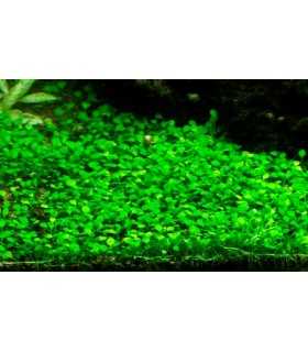 Marsilea minuta (IN VITRO)