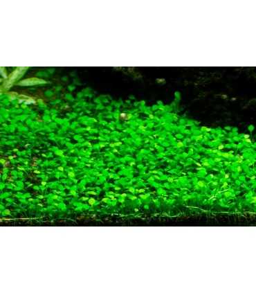 Marsilea minuta (IN VITRO)