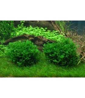 MONOSOLENIUM TENERUM (IN VITRO)