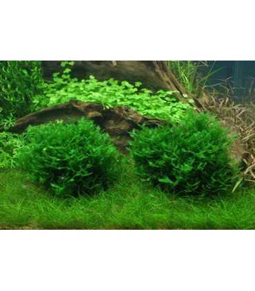 MONOSOLENIUM TENERUM (IN VITRO)