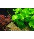 NYMPHOIDES HYDROPHYLLA 'TAIWAN' (IN VITRO)