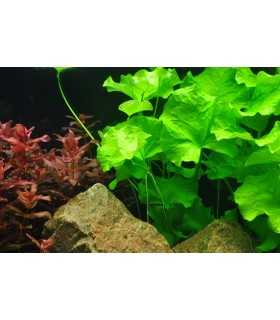 NYMPHOIDES HYDROPHYLLA 'TAIWAN' (IN VITRO)